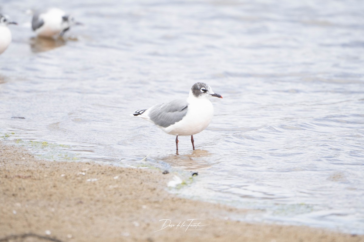 Franklin's Gull - ML634985171