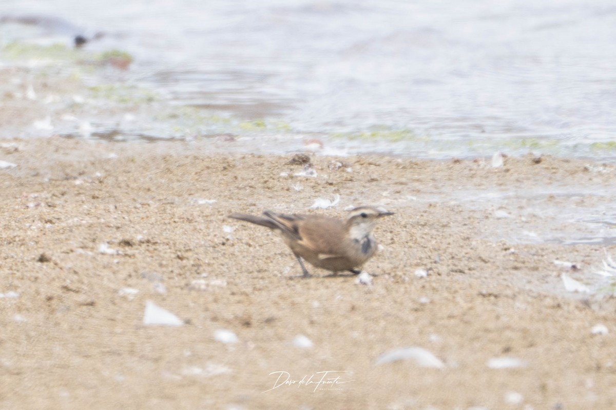 Buff-winged Cinclodes - ML634985187