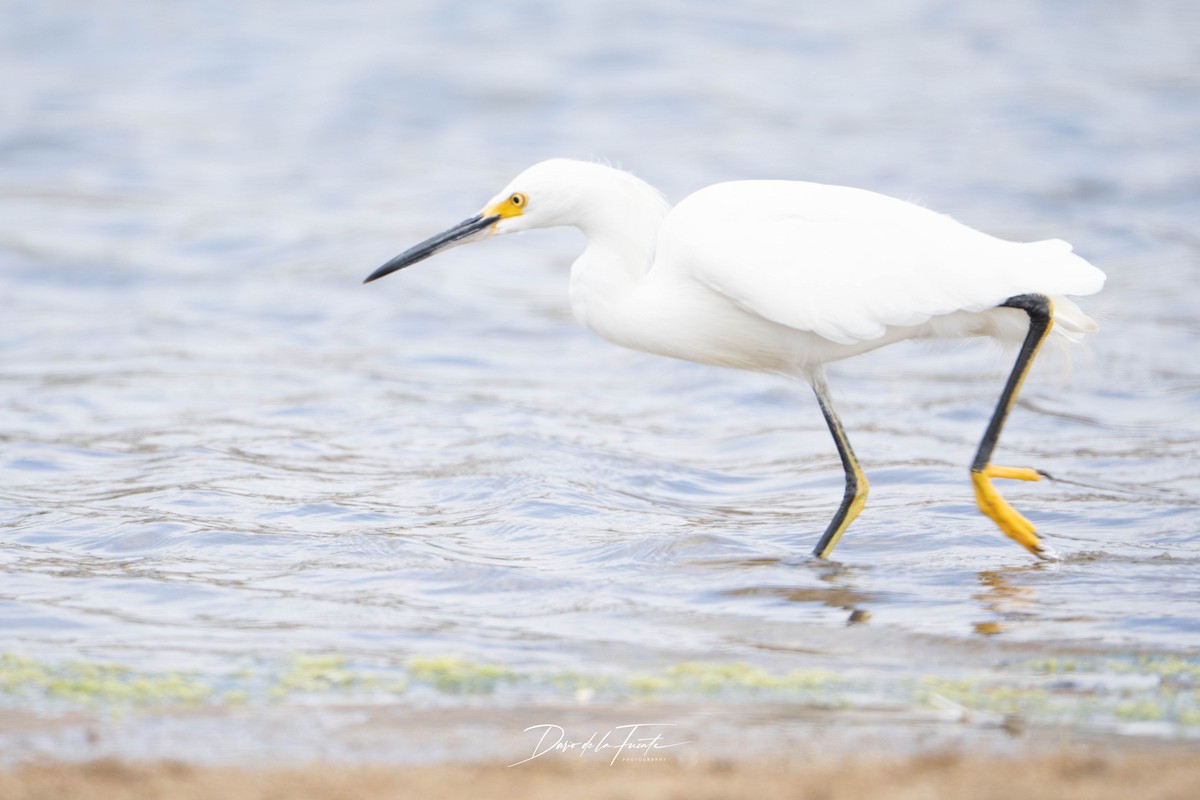 Snowy Egret - ML634985192