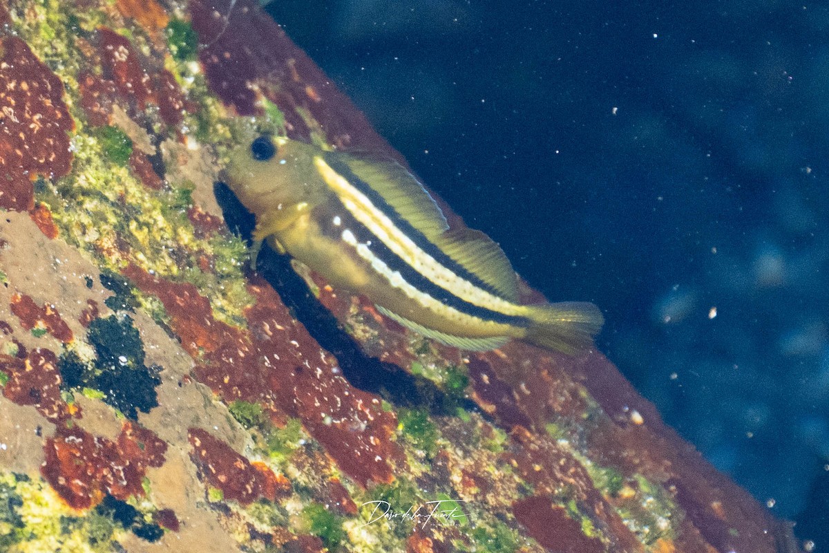 Attinopterigi - ML634985233