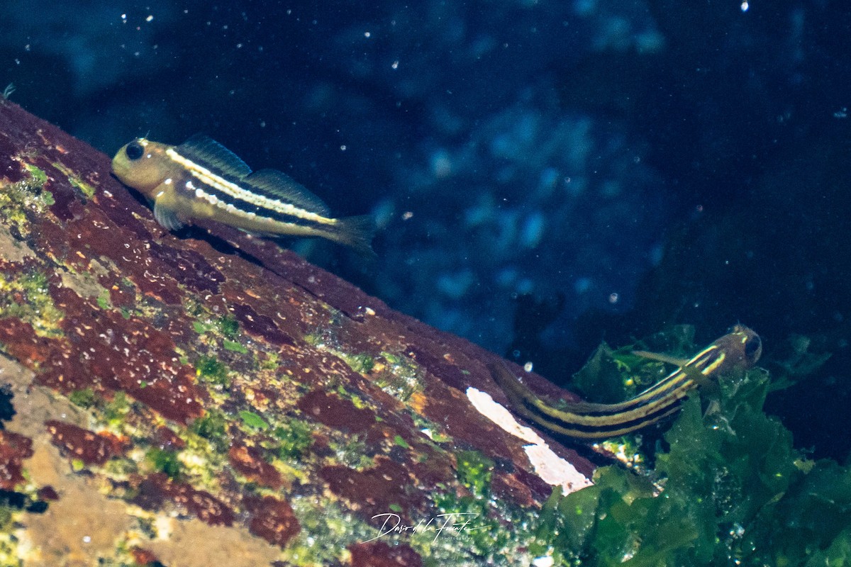 Attinopterigi - ML634985234