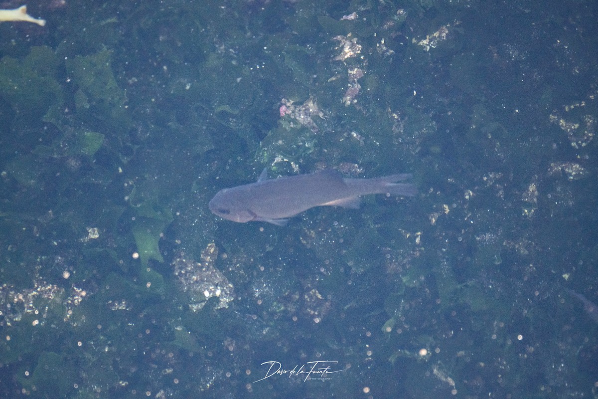 Attinopterigi - ML634985235