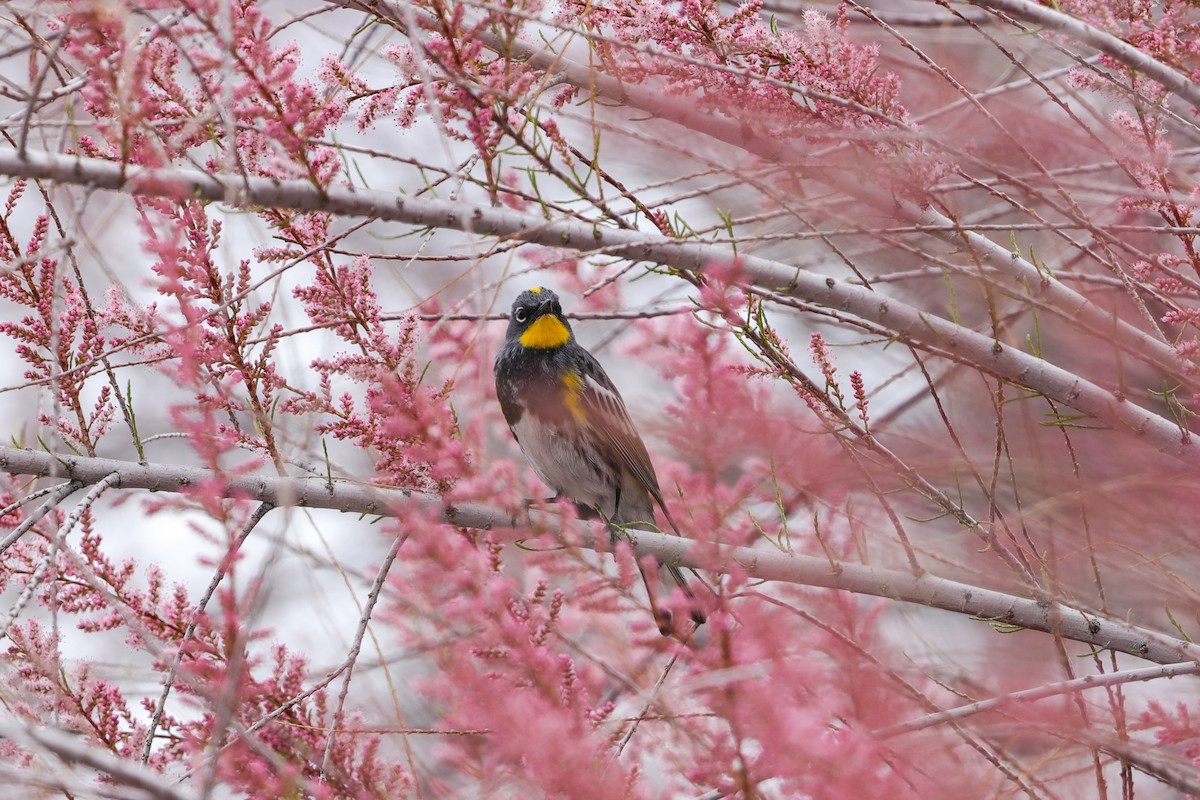 Пісняр-лісовик жовтогузий - ML634985284