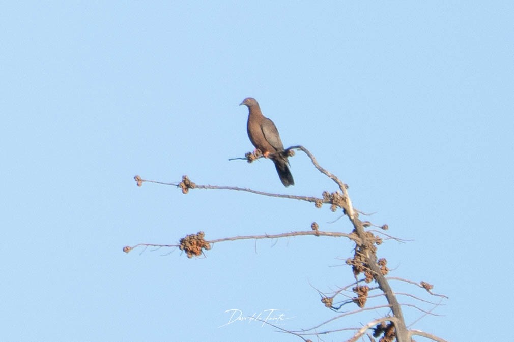 Chilean Pigeon - ML634985293
