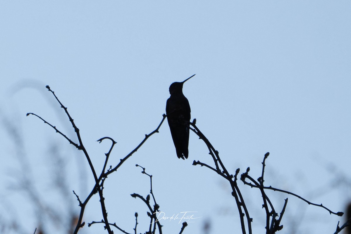 Koca Kolibri - ML634985297