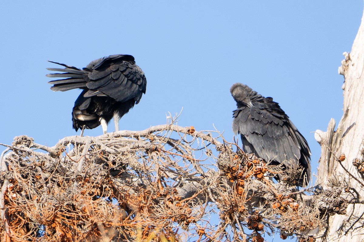 Black Vulture - ML634985316