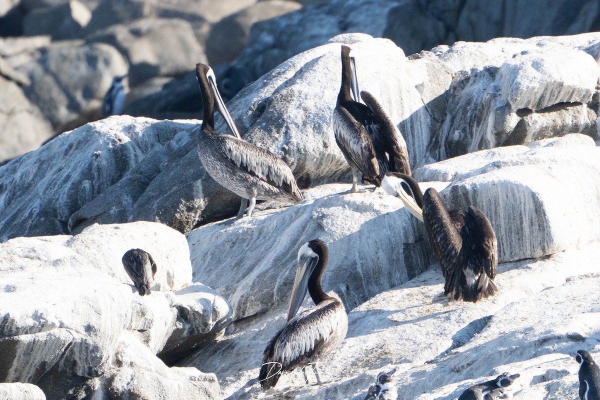 Peruvian Pelican - ML634985323
