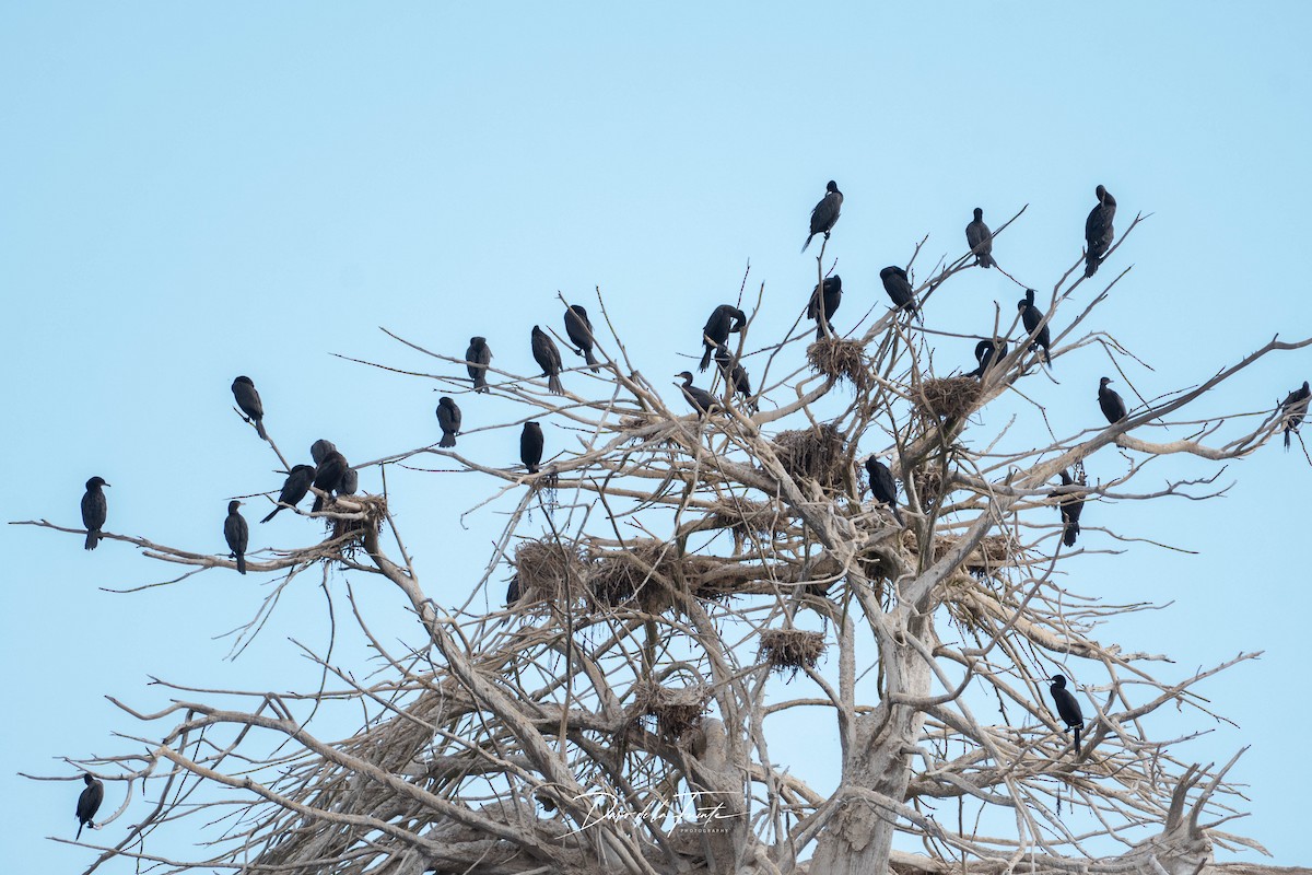 Neotropic Cormorant - ML634985344