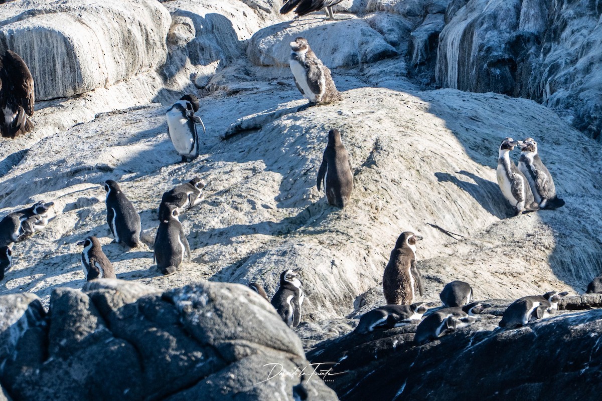 Humboldt Penguin - ML634985355