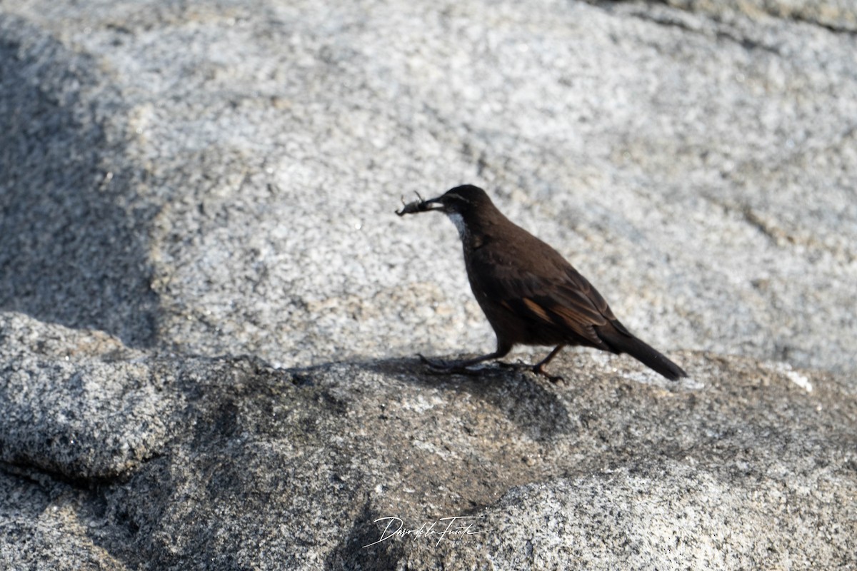 Seaside Cinclodes - ML634985376