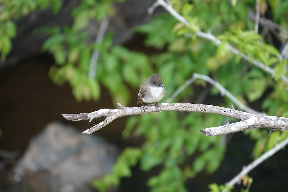 Eastern Phoebe - ML634985377