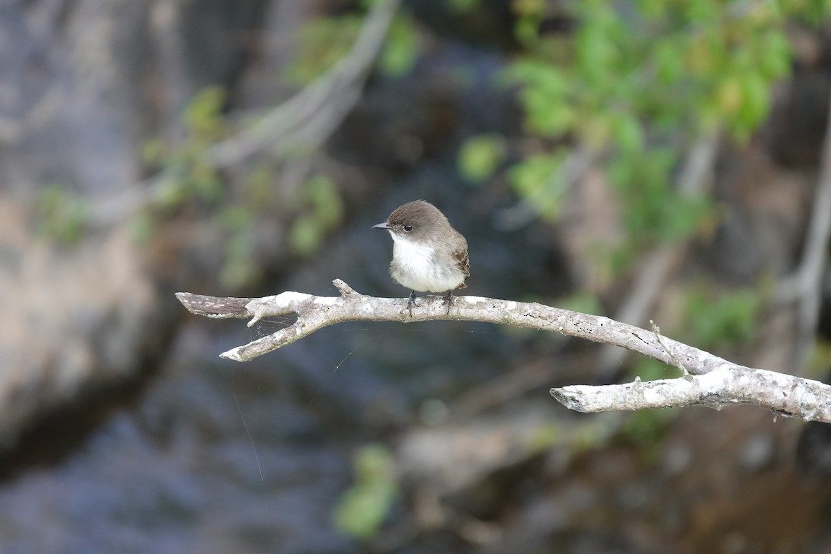 Eastern Phoebe - ML634985378