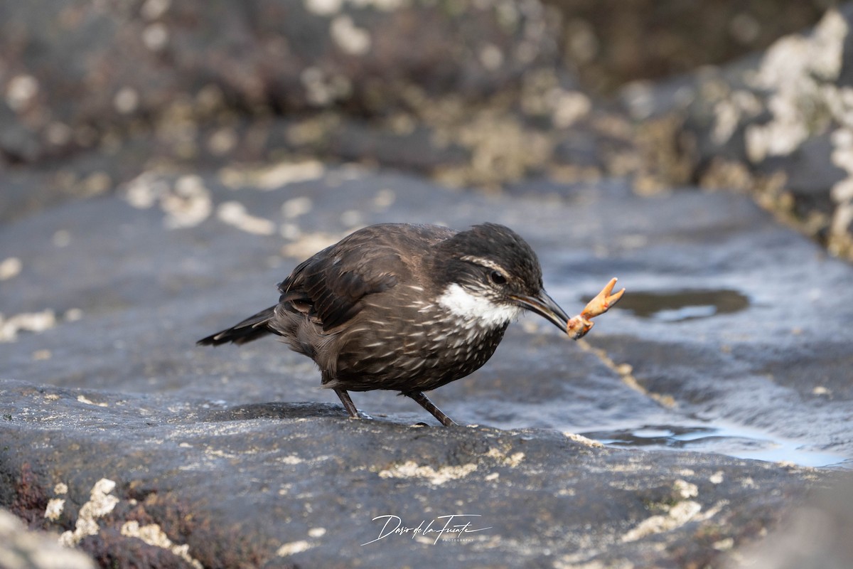 Seaside Cinclodes - ML634985381