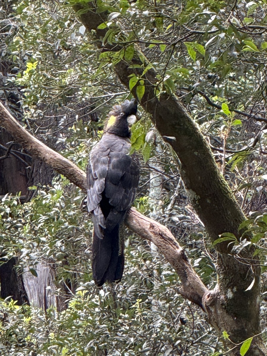 Gelbschwanz-Rabenkakadu - ML634985395