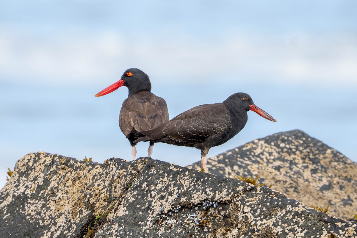 Blackish Oystercatcher - ML634985410