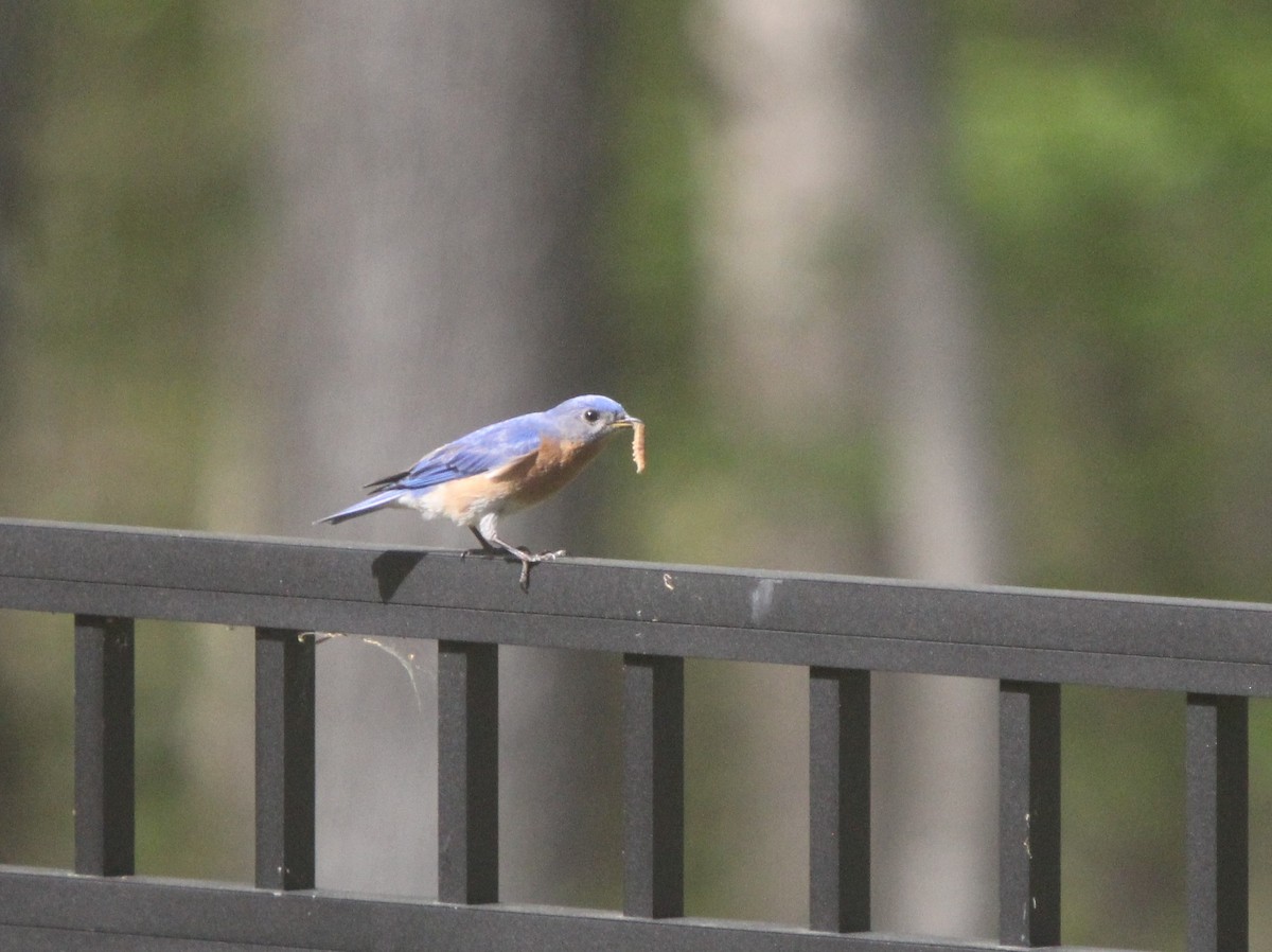 Eastern Bluebird - ML634985441