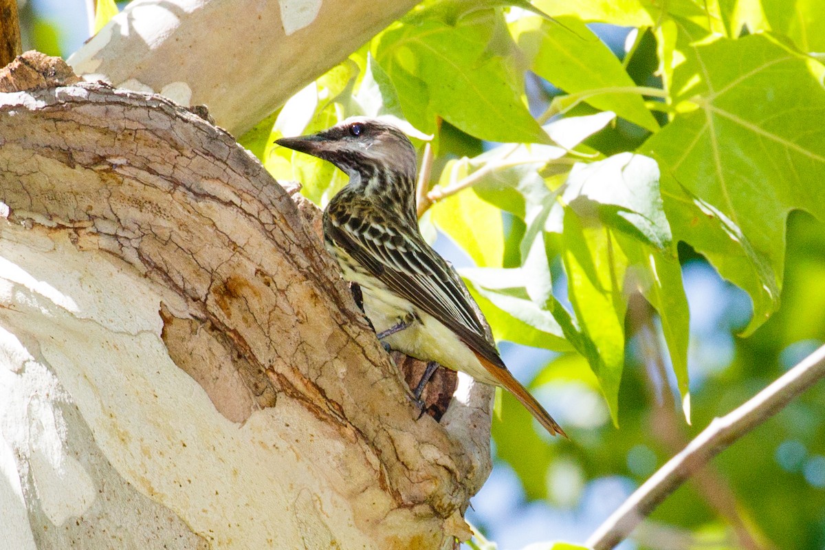 Sulphur-bellied Flycatcher - ML63498551