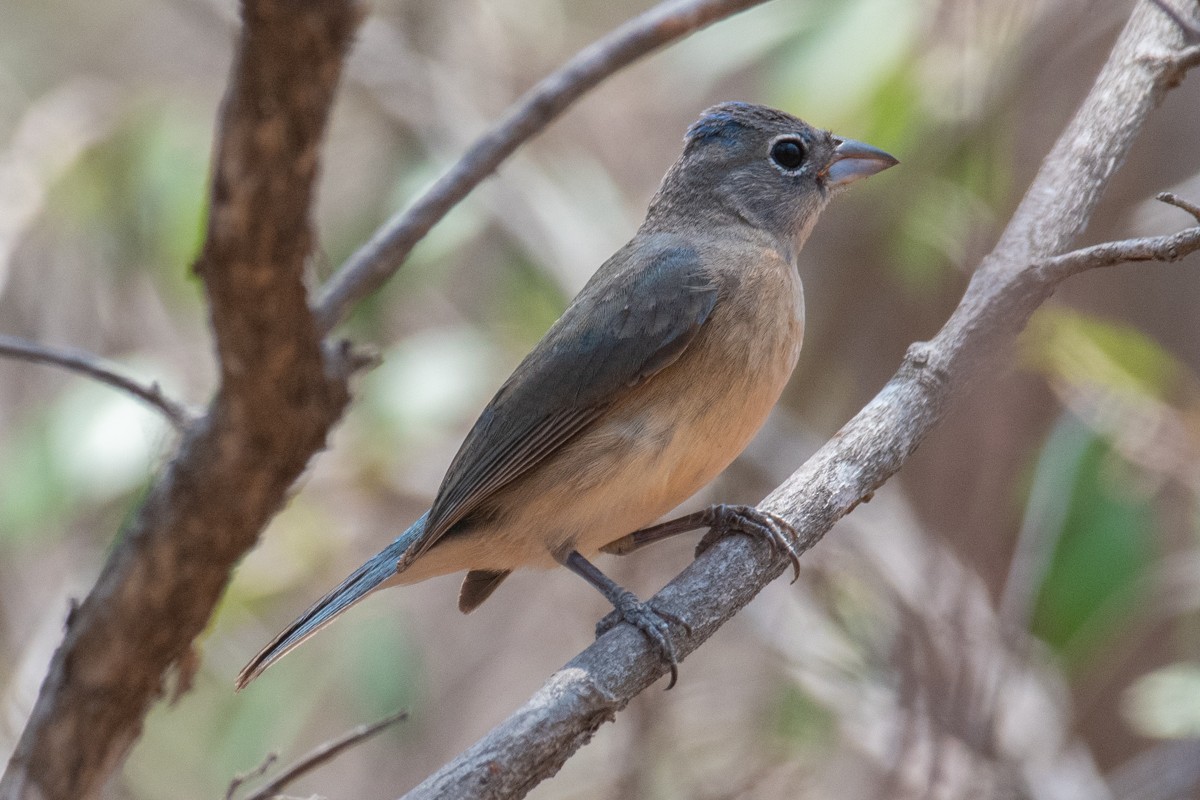 Rose-bellied Bunting - ML634985512