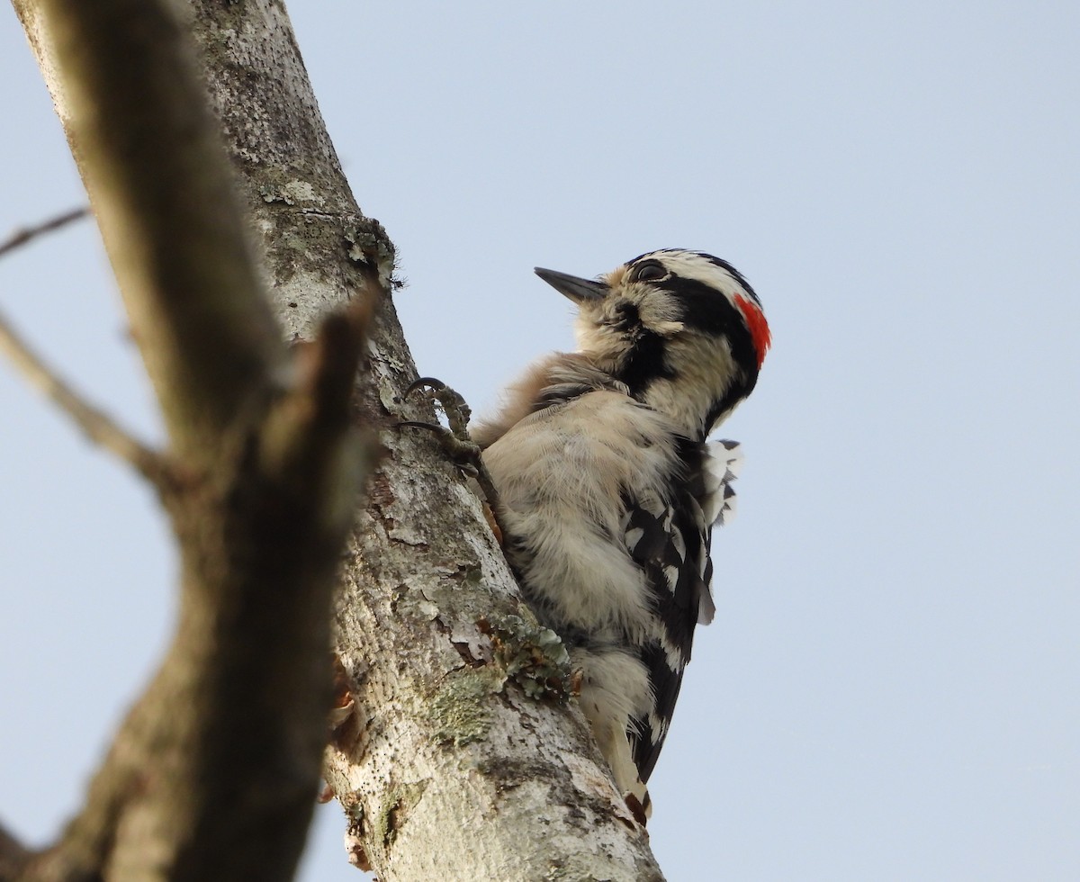 Downy Woodpecker - ML634985591