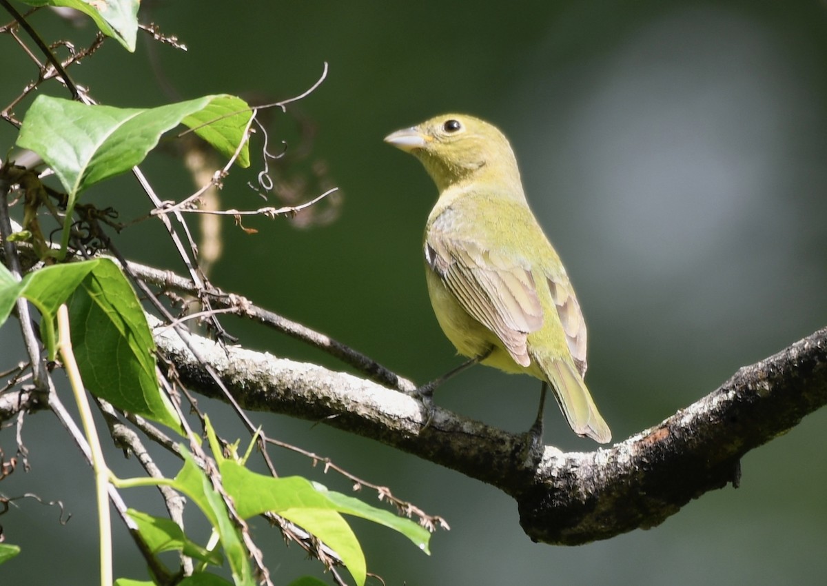 Scarlet Tanager - ML634985795