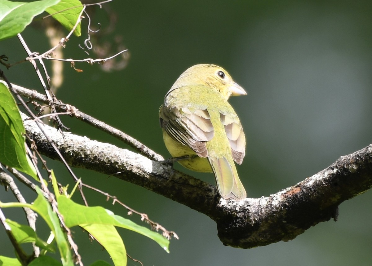 Scarlet Tanager - ML634985796