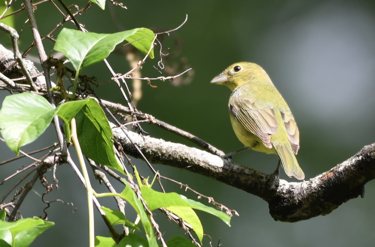 Scarlet Tanager - ML634985797