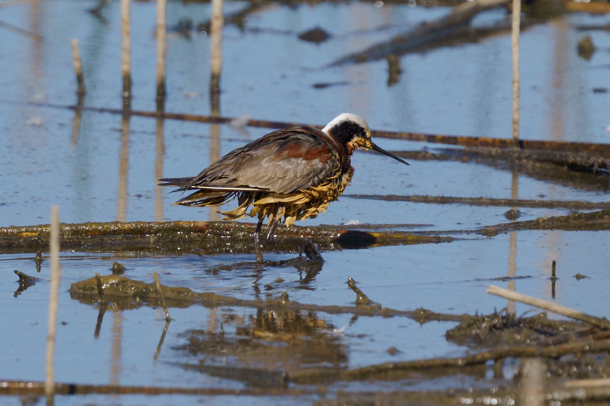 Phalarope de Wilson - ML634985878