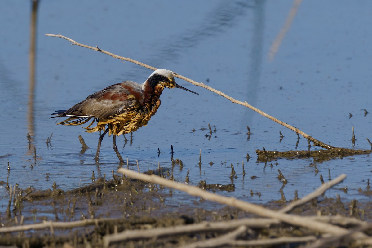 Phalarope de Wilson - ML634985879