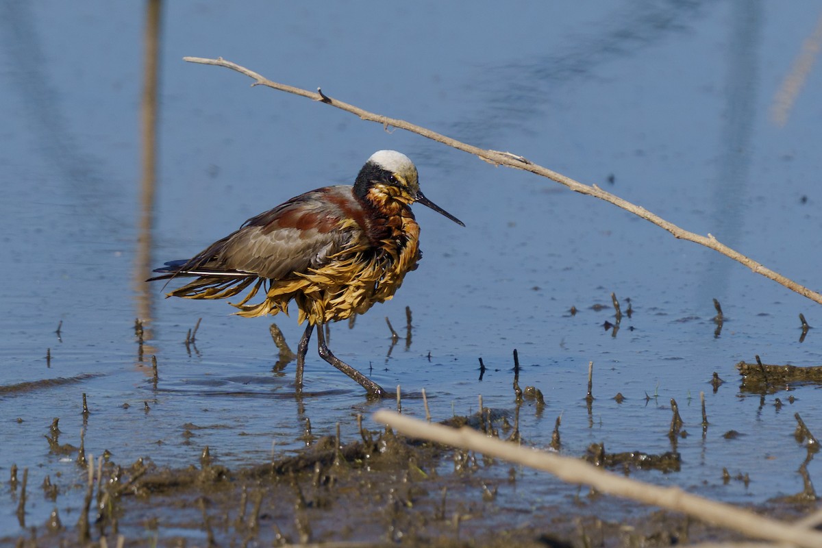 Phalarope de Wilson - ML634985880