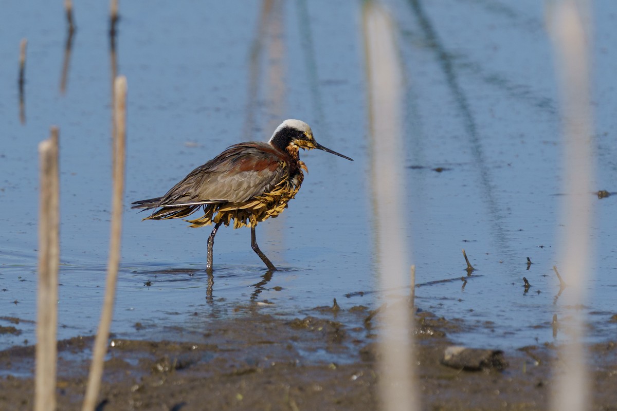 Phalarope de Wilson - ML634985881