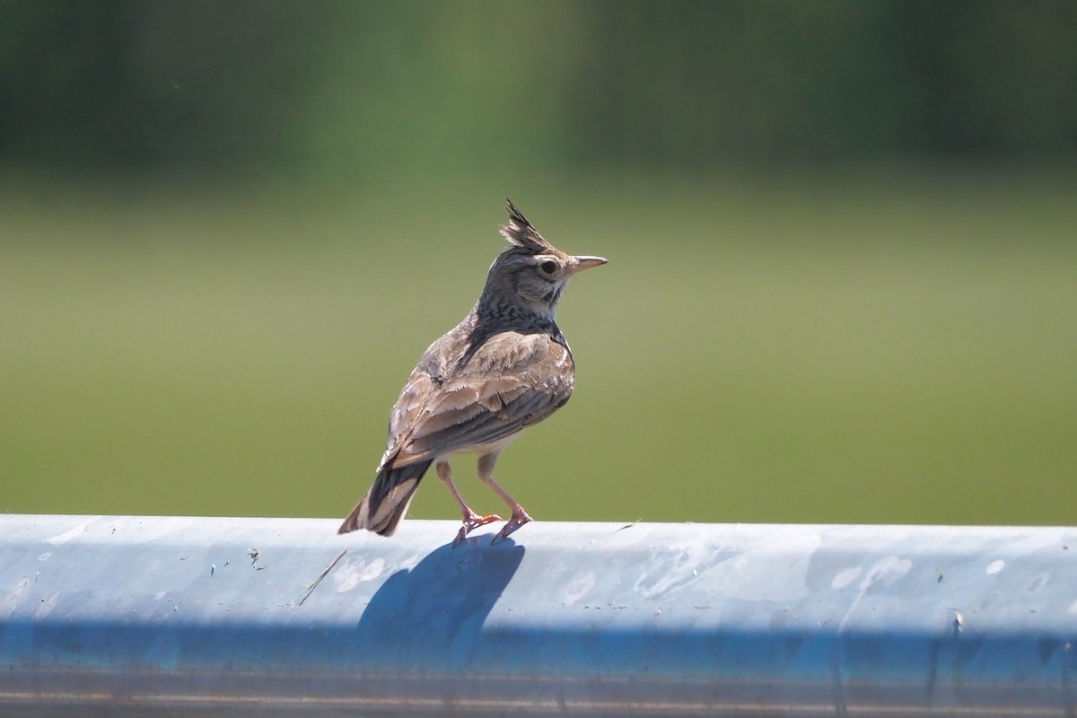 Crested Lark (Crested) - ML634985912