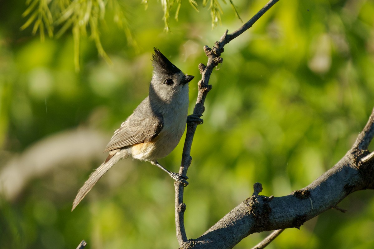 Mésange à plumet noir - ML634985949