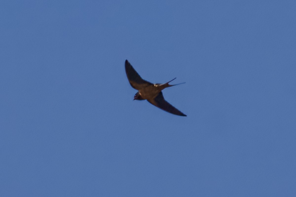 Hirondelle rustique - ML634985978