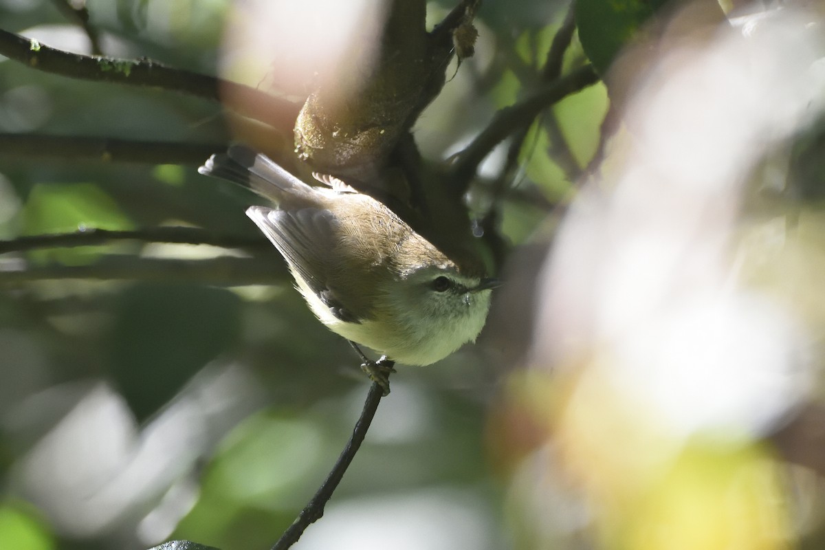 Brown Gerygone - ML634985979