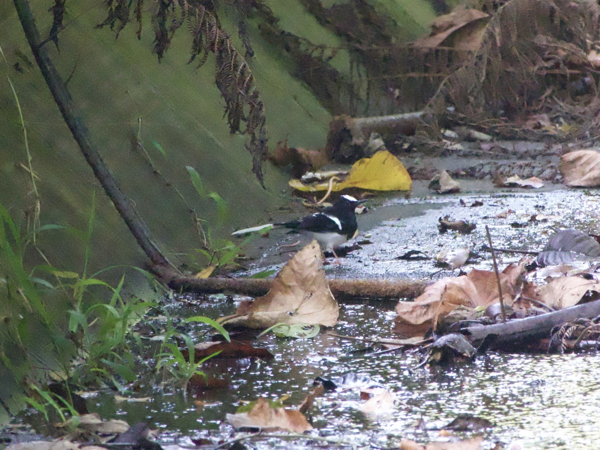 White-crowned Forktail (Javan) - ML634985980