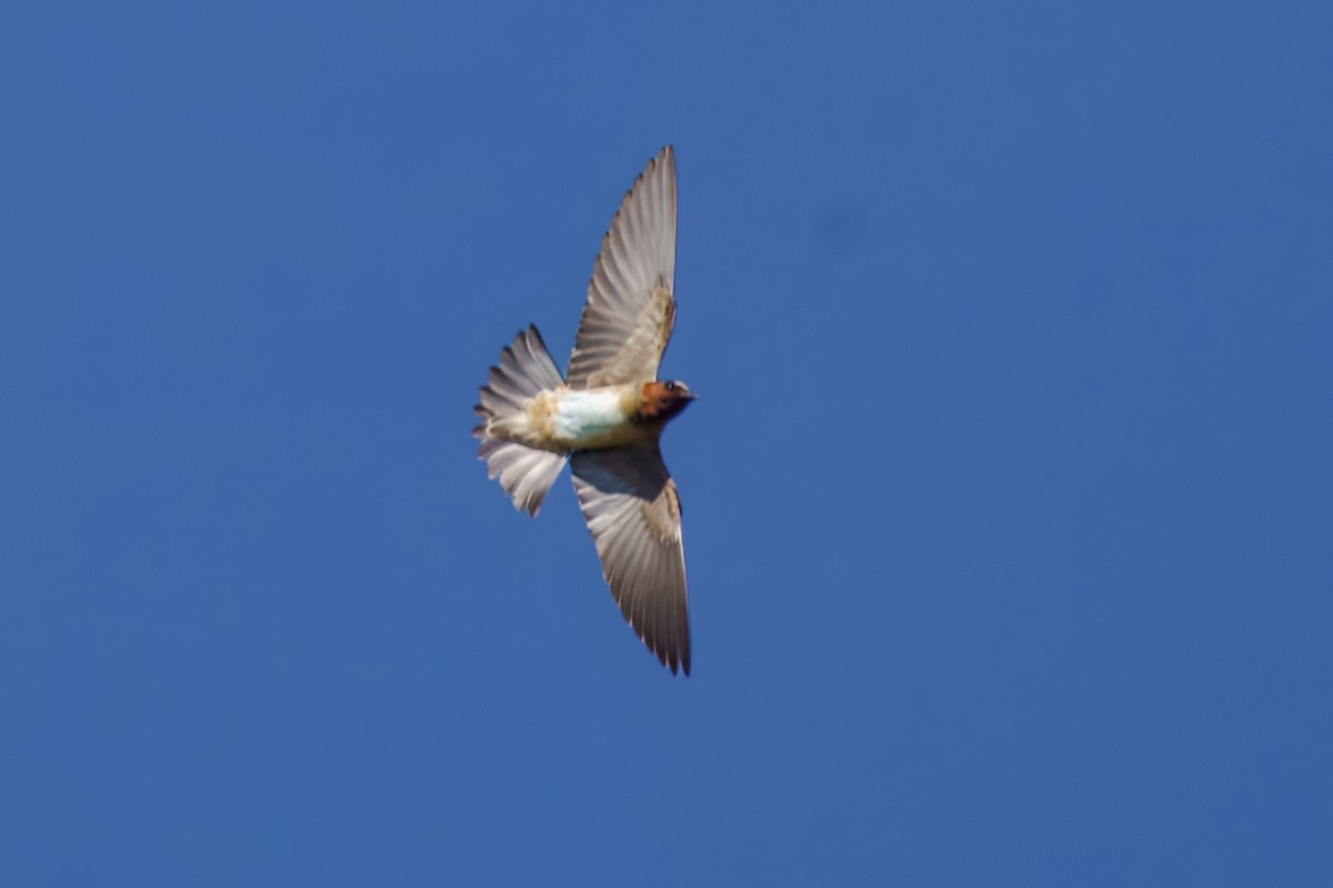 Hirondelle à front blanc - ML634985985