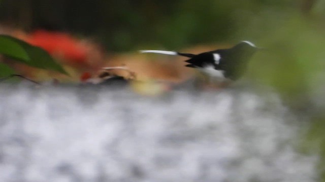 White-crowned Forktail (Javan) - ML634985987