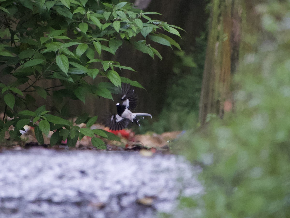 White-crowned Forktail (Javan) - ML634985999