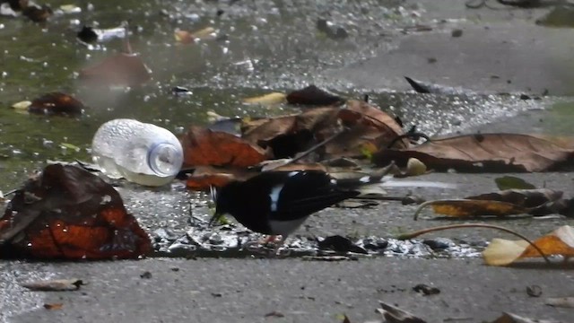 White-crowned Forktail (Javan) - ML634986016