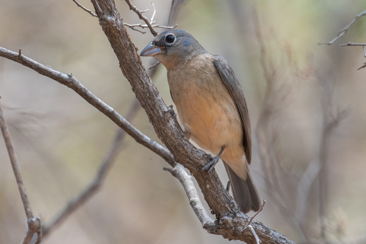 Rose-bellied Bunting - ML634986052