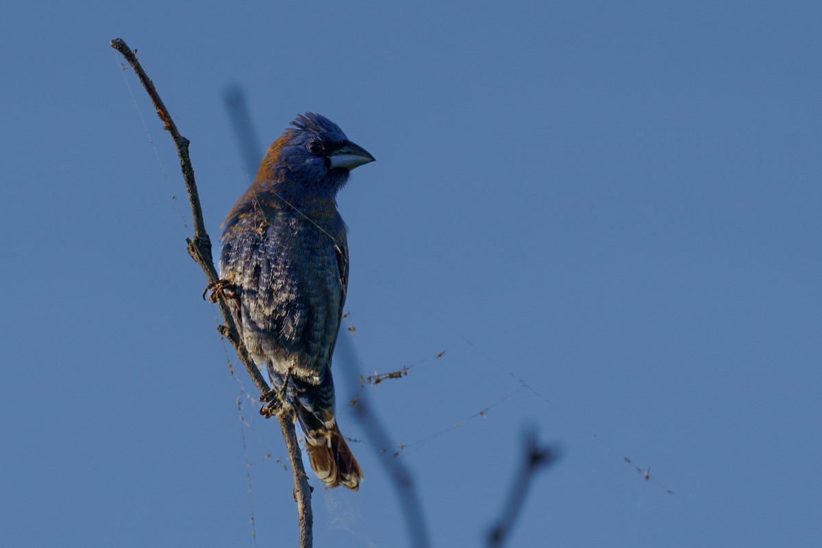 Guiraca bleu - ML634986054