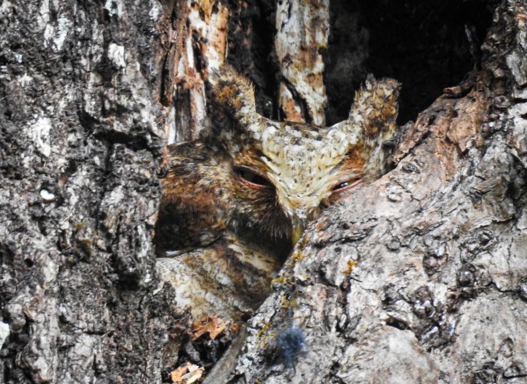 Collared Scops-Owl - ML634986070