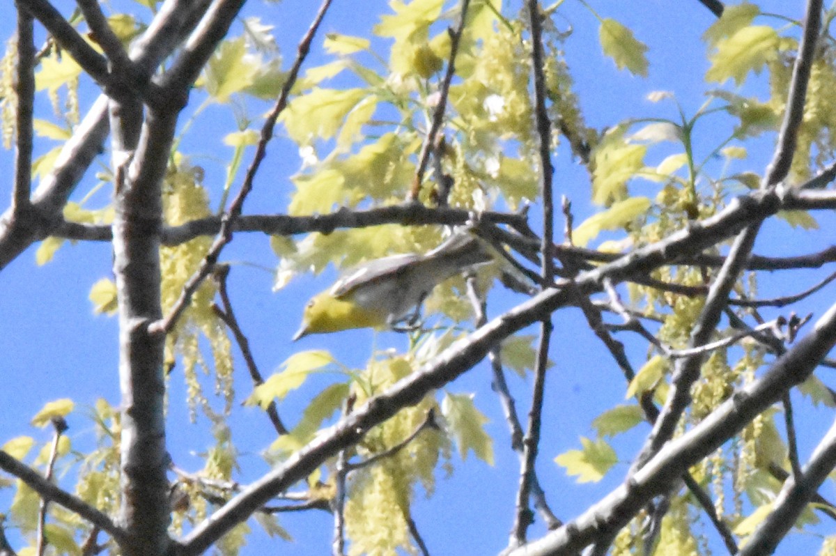 gulbrystvireo - ML634986071