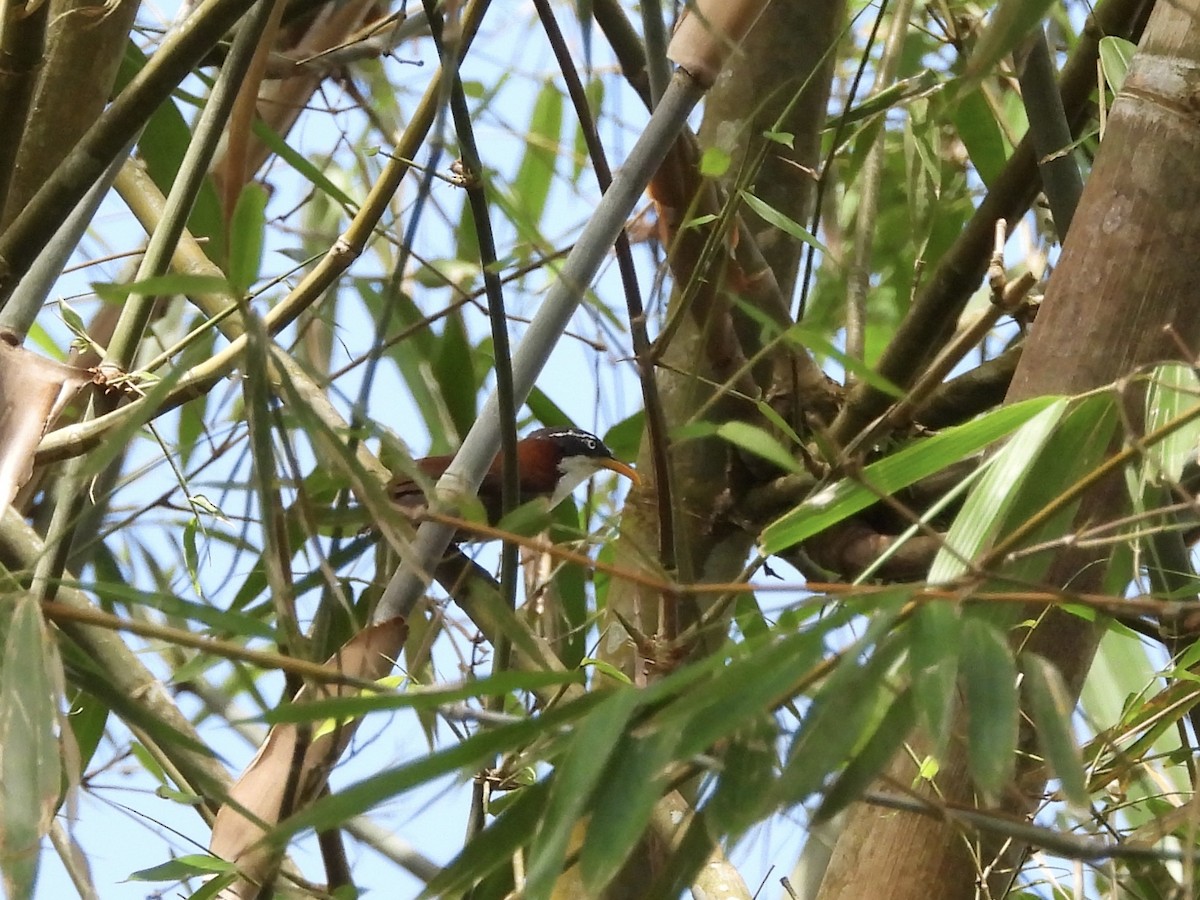Javan Scimitar-Babbler - ML634986077