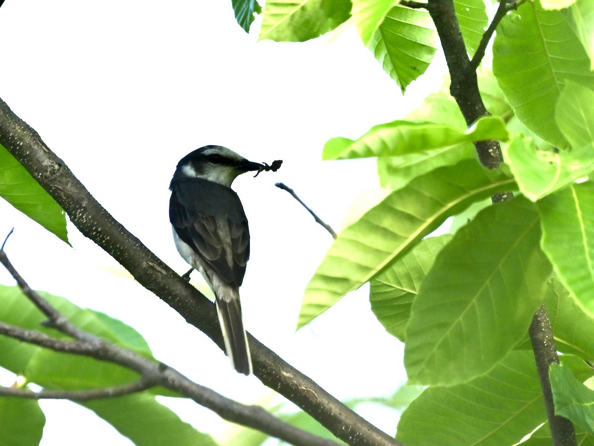Brown-rumped Minivet - ML634986079
