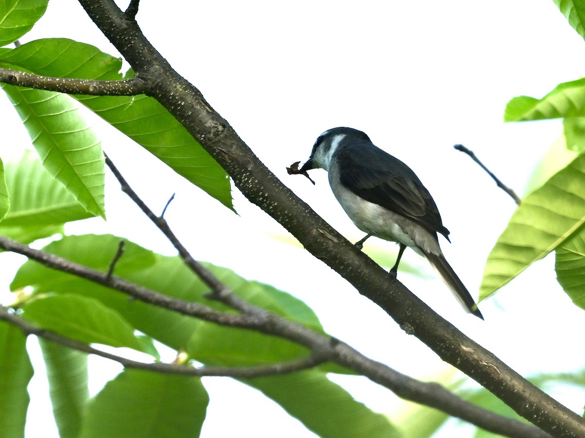 Brown-rumped Minivet - ML634986080