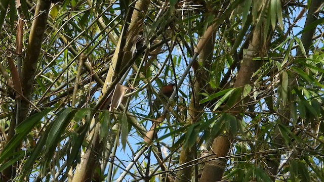 Javan Scimitar-Babbler - ML634986085