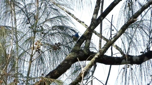 Velvet-fronted Nuthatch - ML634986095