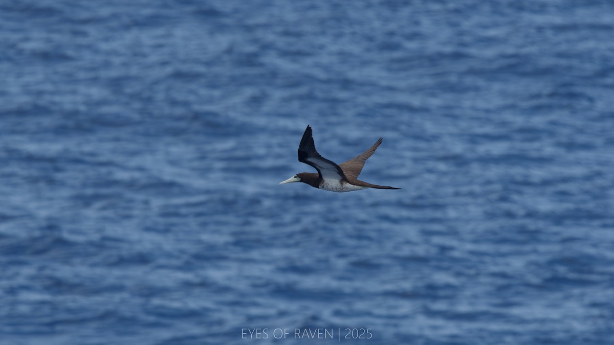 Brown Booby - ML634986111