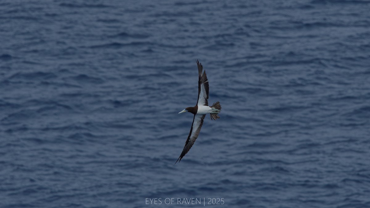Brown Booby - ML634986113